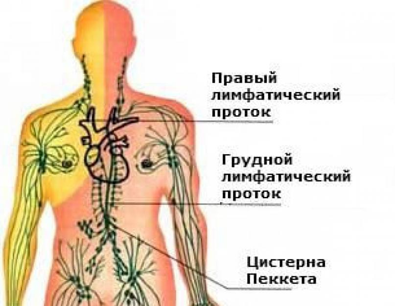 Лимфатическая система впадает в. Лимфатическая система на страже здоровья человека. Лимфатические стволы и протоки