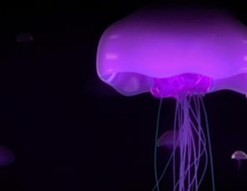 К чему снится медуза по соннику. К чему снятся медузы много К чему снятся медузы в море много