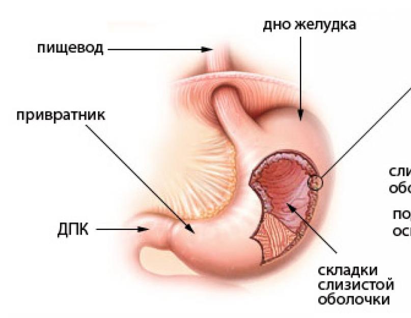 Из каких слоев состоит мышечная оболочка желудка. Строение желудка. Стенки желудка. Мышцы желудка. Слизистая желудка. Заболевания слизистой оболочки желудка