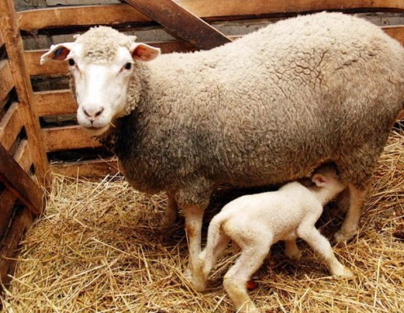 Овцы прекос: описание породы. Овцы прекос – сочетание высокой продуктивности и внешней привлекательности Продажа овец породы прекос