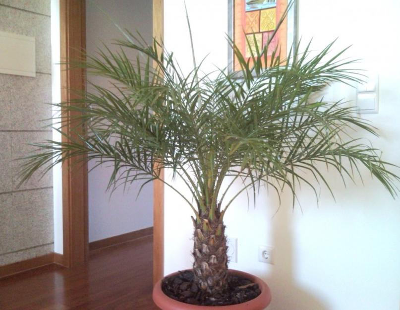 В какой природной зоне произрастает финиковая пальма. Как растут финики. Финиковая пальма в природе. Выращивание финиковых пальм в открытом грунте в странах бывшего ссср