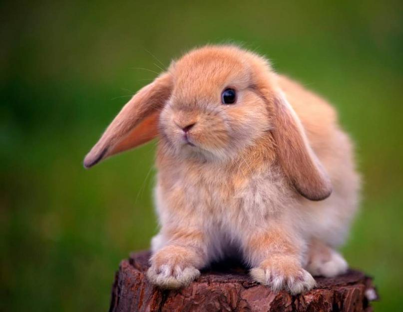 Почему крольчиха кусается. Кусаются ли кролики? Почему кролик рычит и кусается