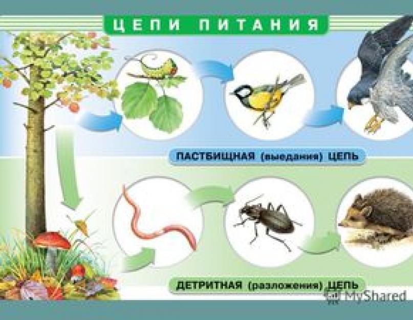 The cycle of substances in nature and the food chain.  Meadow food chains: examples of compiling 3 food chains that are formed in the soil