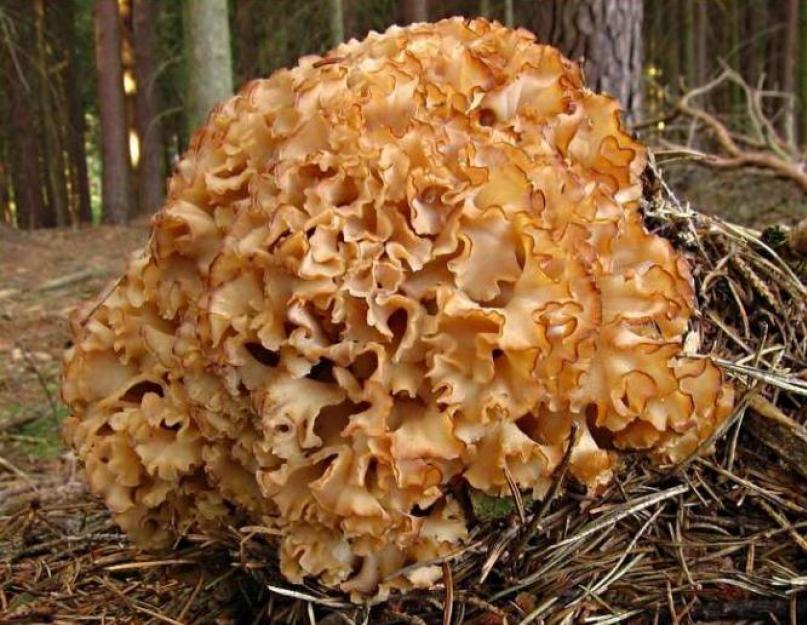 Кудрявый гриб фото