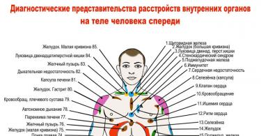 Location of human internal organs