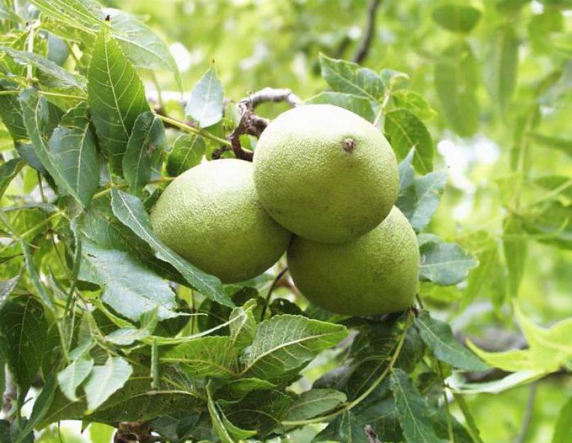 Miks nimetatakse pähklit kreeka pähkliks.  Miks nimetatakse pähklit pähkliks: nime päritolu.  Kreeka pähklite ajalugu