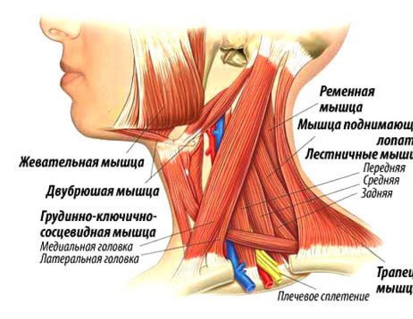 सबक्लेवियन मांसपेशी का मायोसिटिस।  विभिन्न प्रकार के मायोजिटिस के उपचार के कारण और बुनियादी सिद्धांत।  गर्दन myositis: उपचार