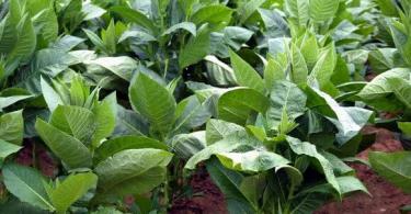 How to grow tobacco for smoking in the garden