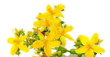 St. John's wort during breastfeeding St. John's wort medicinal properties and rules of use