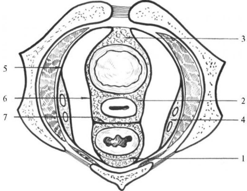 Женский орган между. Клетчаточные пространства таза. Этажи малого таза и клетчаточные пространства. Топография фасций и клетчаточных пространств малого таза. Этажи, фасции и клетчаточные пространства таза.