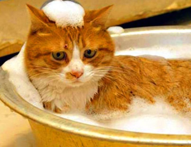 Как помыть кота, если он боится воды и царапается? Как мыть кошку правильно Как помыть не приученного кота