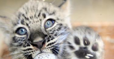 Why do you dream about a snow leopard?