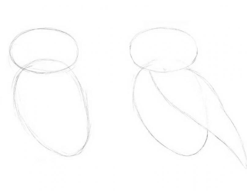 Kuidas joonistada avatud tiibadega öökulli.  Meistriklass “Öökulli joonistamise õppimine.  Suuna kuju ja siluett