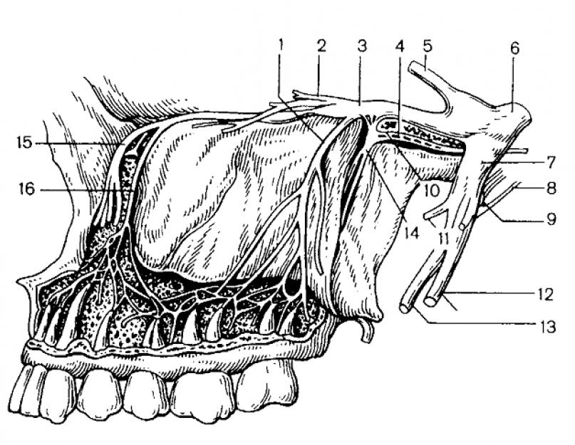 दंत प्रणाली का संरक्षण।  निचले जबड़े की शारीरिक रचना, रक्त की आपूर्ति और संक्रमण।  दांत के ऊतकों की संरचना