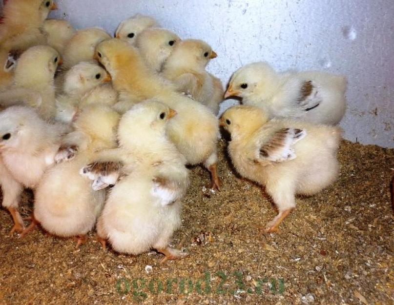 Как вырастить птенцов курицы в домашних условиях. Правильное выращивании цыплят в домашних условиях. Что нужно знать о выращивании цыплят в домашних условиях