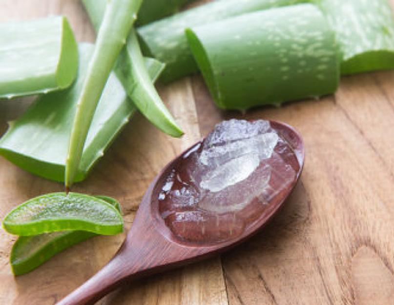 Aloe juustele - kasulikud omadused ja näidustused, meetodid ja reeglid õli, ekstrakti või mahla kasutamiseks.  Aaloe juustele – eelised ja kasutusviisid Nõrkade juuste ravi aaloega
