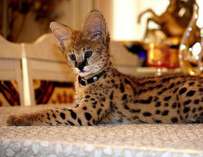 Цена самой дорогой породы кошек. Сервал Ашера Саванна. Бенгальская Саванна кошка. Бенгальский сервал. Леопардовая кошка порода сервал.
