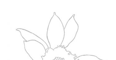 Come disegnare un bellissimo girasole