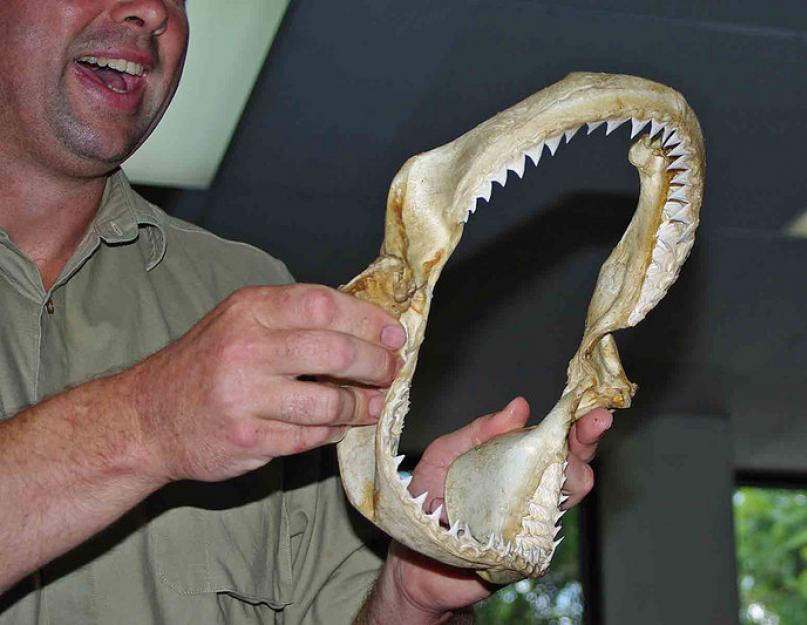 Kas haidel kasvavad uued hambad.  Mitu hammast on hail?  Ei loeta.  Mitu hammast on valgel hail