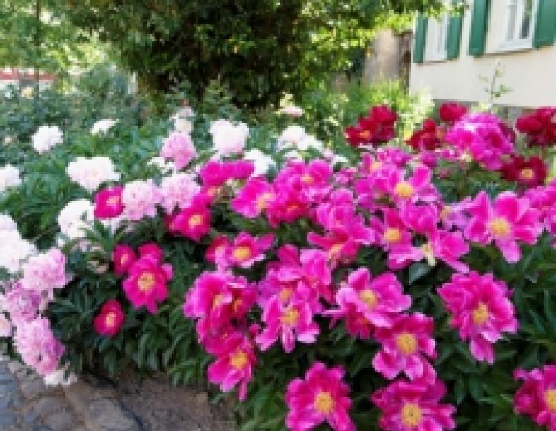 Decoration of flower beds and flower beds from the house.  Making a flower bed near the house with your own hands.  The right choice of the right place