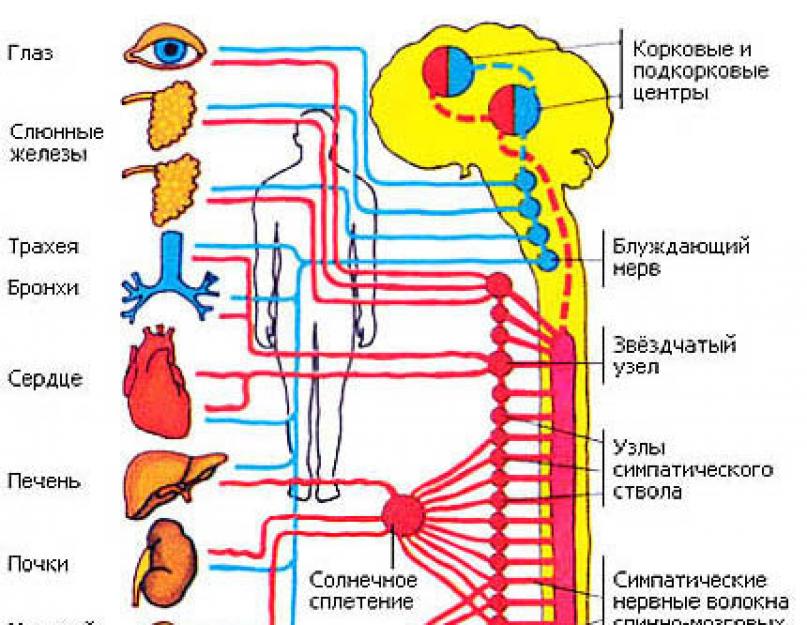 Нервные центры симпатического отдела. Нервная система человека схема симпатическая и парасимпатическая. Строение симпатической вегетативной нервной системы. Нервные центры симпатической и парасимпатической нервной системы. Вегетативная нервная система схема.