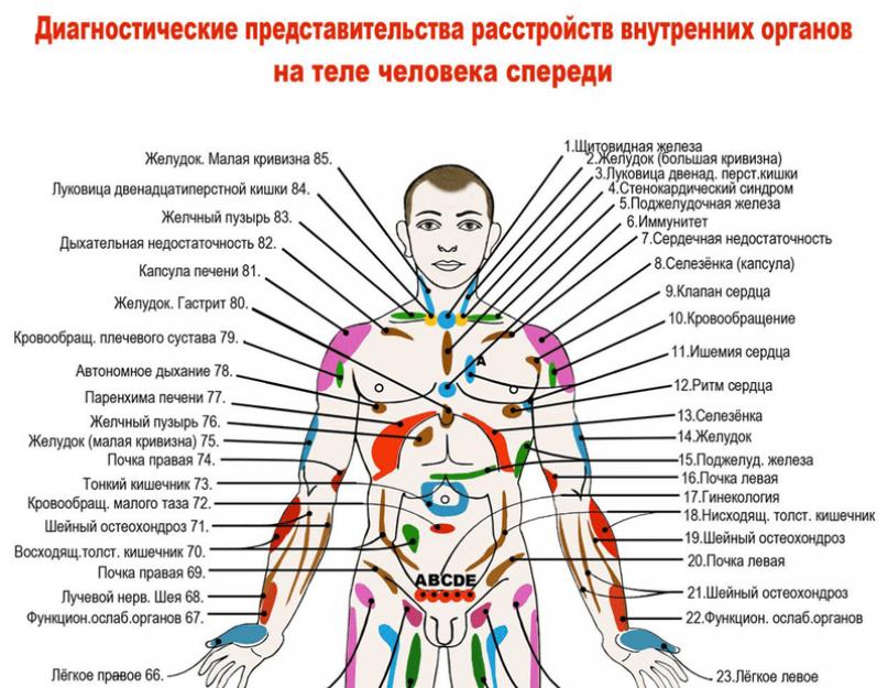 पेट के अंग दिखाओ।  किसी व्यक्ति के आंतरिक अंगों का स्थान।  मनुष्य की बाहरी संरचना