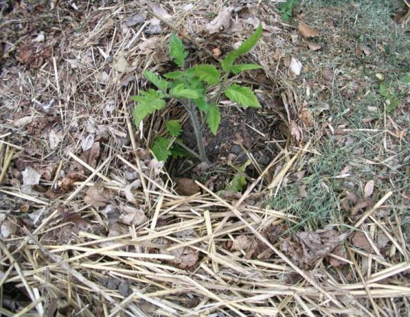 Цэцэрлэг, хүнсний ногооны хөрс нь хүчиллэг бөгөөд хучих боломжтой.  Орны хучлага: давуу болон сул талууд.  Хүлэмжинд хөрсийг хучих шаардлагатай юу?