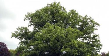 Эрт дээр үед царс мод ямар утгатай байсан бэ?