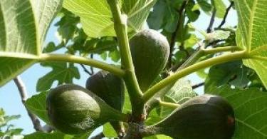 Figs  beneficial features.  Figs: benefits and harms.  A very useful vitamin supplement to your diet Why do dried lemons smell like iodine?