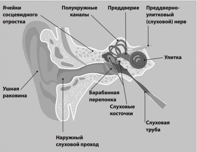 Kuidas ravitakse välist kõrvapõletikku?  Välise kõrvapõletiku põhjused, sümptomid ja ravi.  Haiguse riskifaktorid