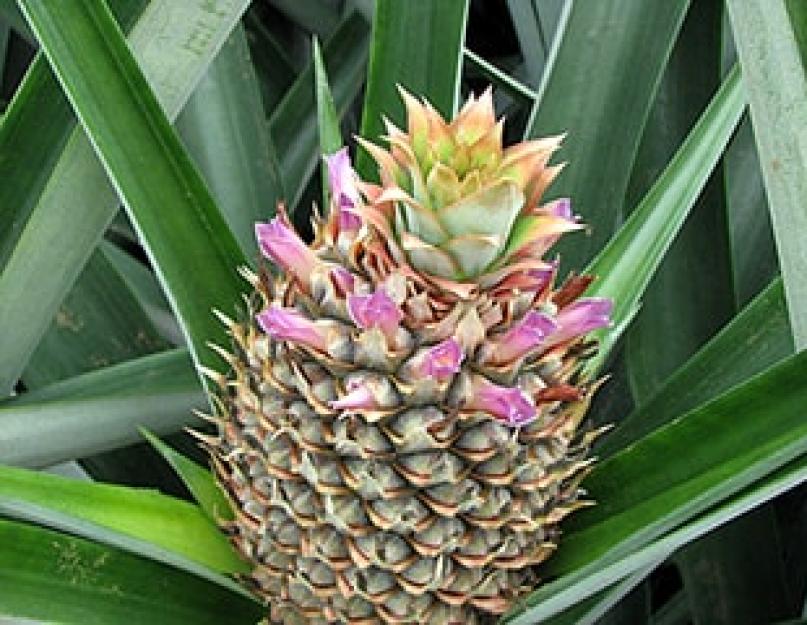Kuidas ananassi koristatakse.  Kuidas ananass kasvab: kõik, mida tahtsite ühe eksootilise puuvilja kohta teada.  Kuidas küpset ananassi valida ja korralikult puhastada, video