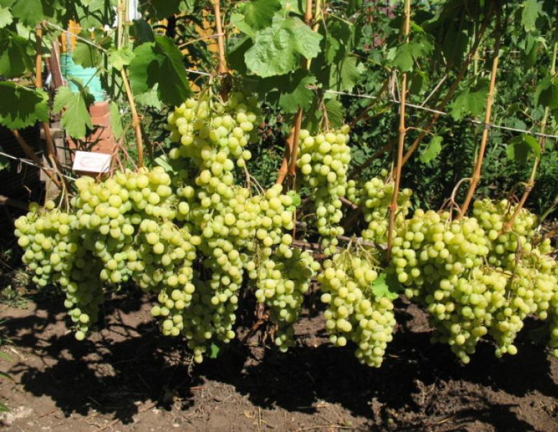 Keskmise riba tehnilised viinamarjad.  Kesk-Venemaa ja Moskva piirkonna viinamarjasordid - kirjeldus ja hooldusnõuanded.  Keskmise riba parimad viinamarjasordid koos fotoga