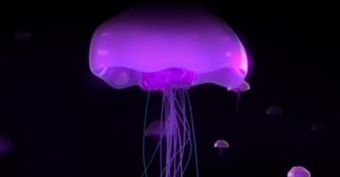 Miért álmodsz sok medúzáról? Miért álmodsz sok medúzáról a tengerben?