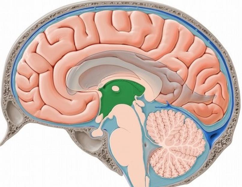 Mille eest vastutavad aju eesmised sarved?  Aju vatsakeste omadused ja nende funktsioonid.  Ajuvatsakeste tunnused ja nende funktsioonid Aju tagumised sarved vastutavad mille eest