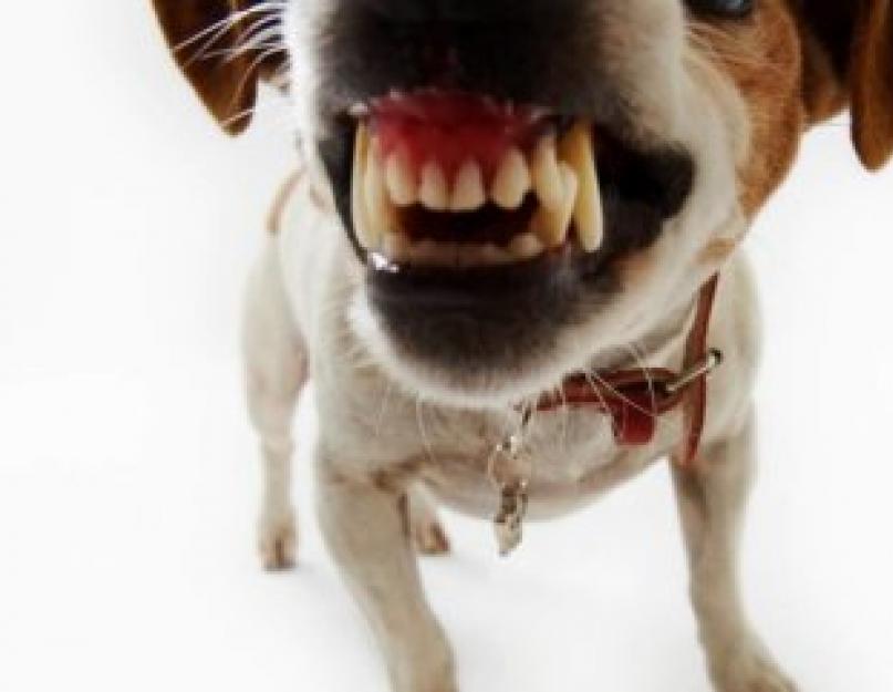 मुस्कुराता हुआ कुत्ता: नस्ल.  शीबा इनु (शीबा इनु): नस्ल, चरित्र, देखभाल, समीक्षा का विवरण।  बर्नीज़ माउंटेन डॉग (फोटो): वह कुत्ता जो शीबा इनु को देखकर मुस्कुराता है: मालिकों की समीक्षा