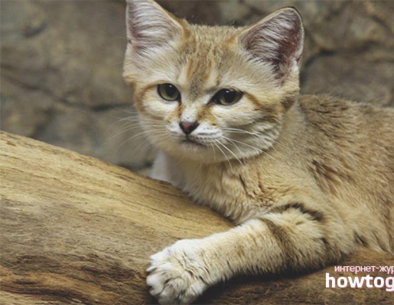 Песчаная кошка. Барханный кот (барханная, песчаная кошка). Как выглядит песчаный кот