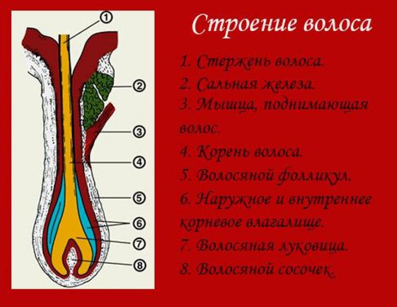 Волосы приглажены разработанный план дисциплинированный сын груженный