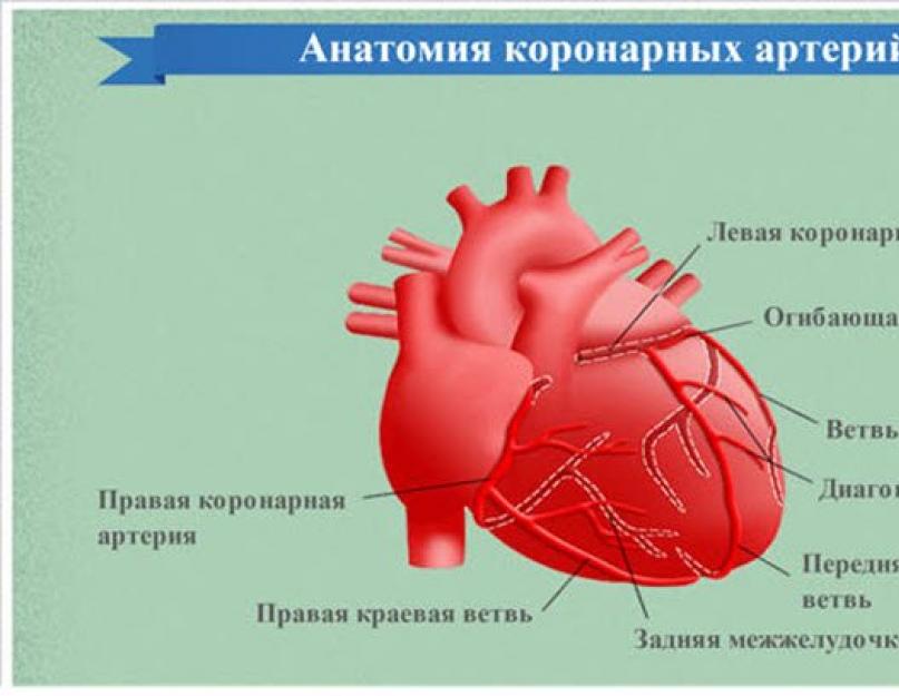 Правая сердечная артерия. Анатомия коронарных артерий сердца. Ствол левой коронарной артерии анатомия. Коронарные артерии сердца схема анатомия. Межжелудочковая ветвь левой венечной артерии.