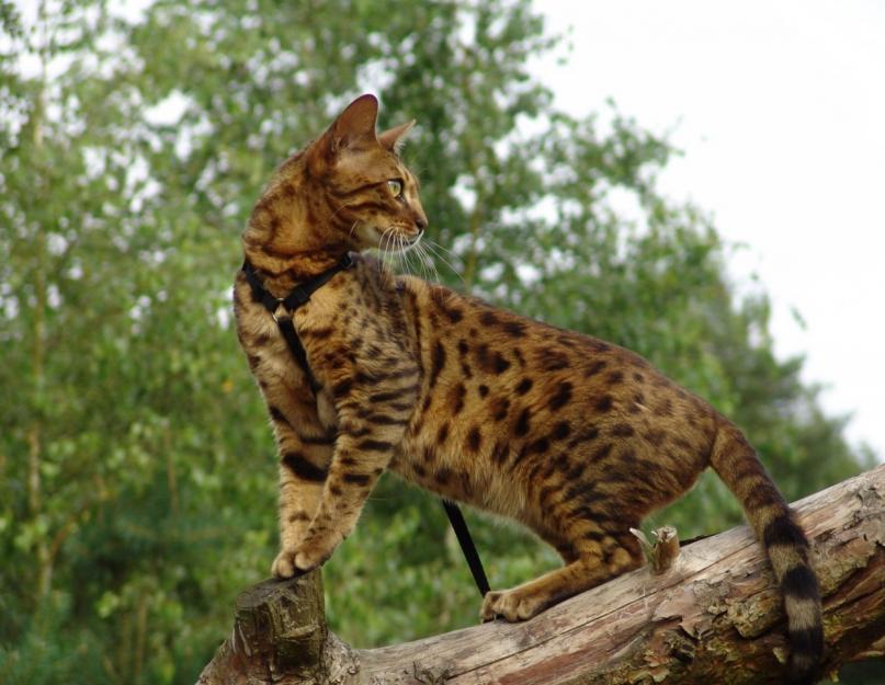 Kuidas nimetatakse leopardilaadseid kasse?  Leopard Bengali kass: tõu kirjeldus ja hind.  Leopardkasside välimus