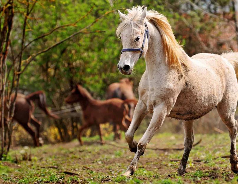 Miks sa unistad heast hobusest?  Haige hobune.  Unistasin hobuse rakmesse panemisest