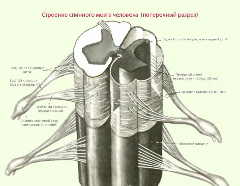 काठ का रीढ़ की हड्डी।  रीढ़ की हड्डी: संरचना और कार्य।  रीढ़ की हड्डी: कार्य