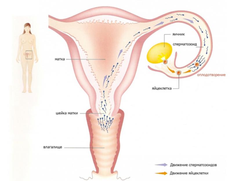 Millised on sümptomid enne menstruatsiooni.  PMS ja selle sümptomid.  Millised sümptomid võivad määrata menstruatsiooni alguse Märgid enne esimest menstruatsiooni