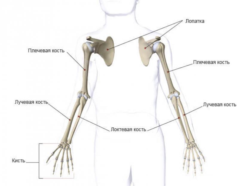 मानव ऊपरी अंग की हड्डियों की संरचना।  ऊपरी अंग की कमरबंद और मुक्त ऊपरी अंग की हड्डियाँ।  कलाई के जोड़ की संरचना