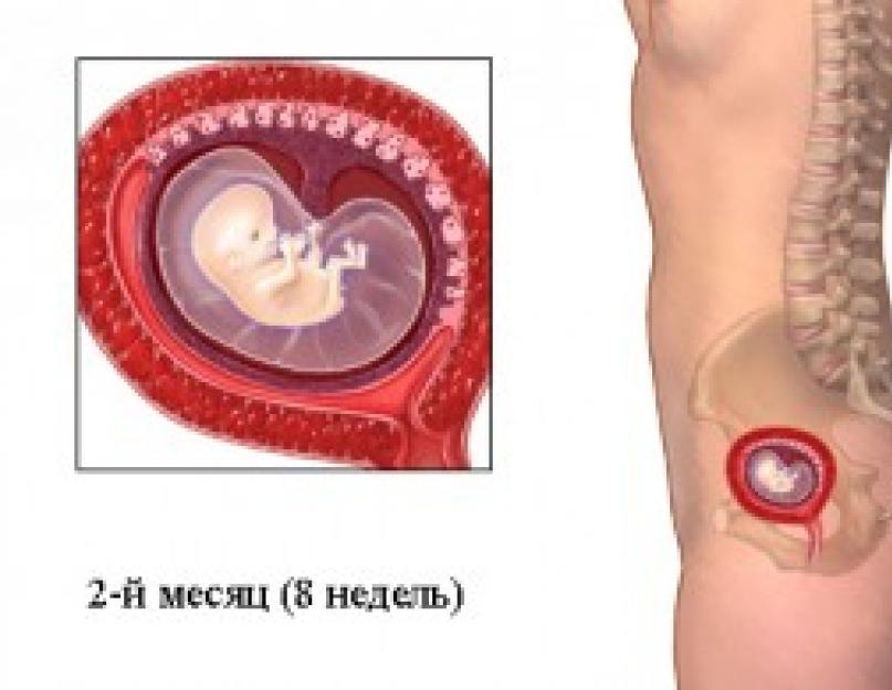 Как выглядит ребенок в 3 месяца беременности в животе фото