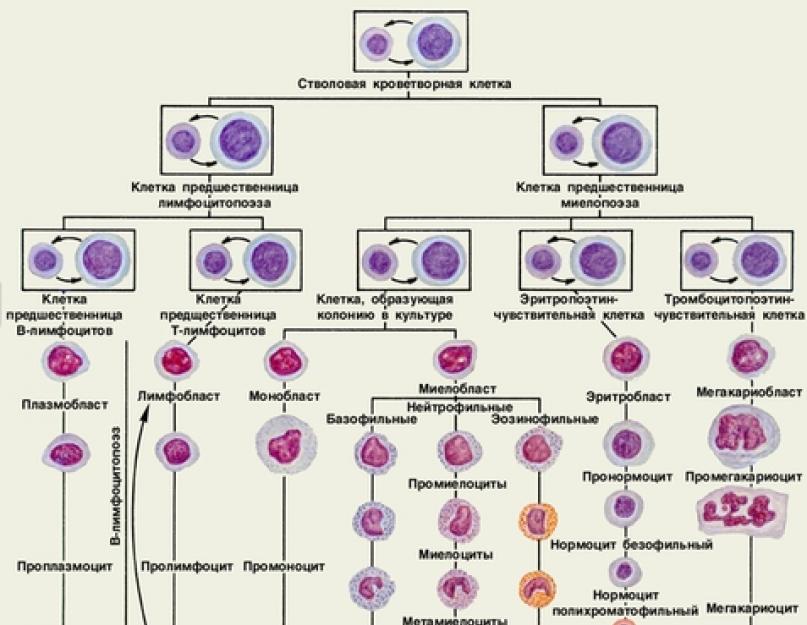Гемопоэтические стволовые клетки презентация - 80 фото