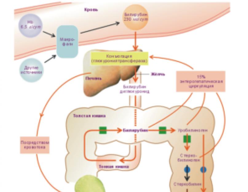 मल में कैल्शियम.  मल में स्टर्कोबिलिन के प्रति सकारात्मक प्रतिक्रिया: मानव शरीर में बिलीरुबिन के कार्य और भूमिका