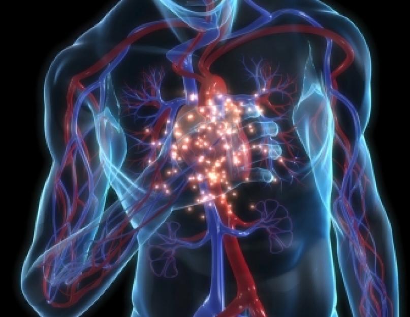 Что такое горизонтальное положение электрической оси сердца. Что такое вертикальная Электрическая ось сердца